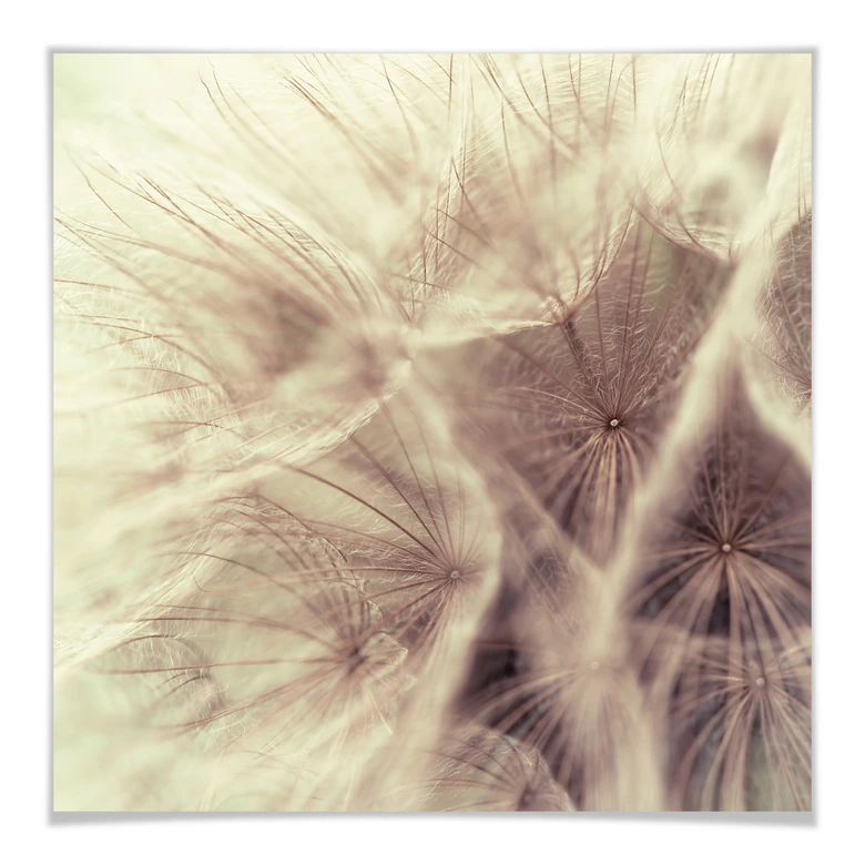 Poster Pusteblume Close Up 