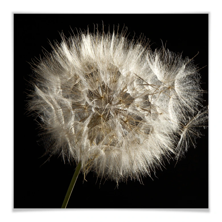 Poster Pusteblume - quadratisch 
