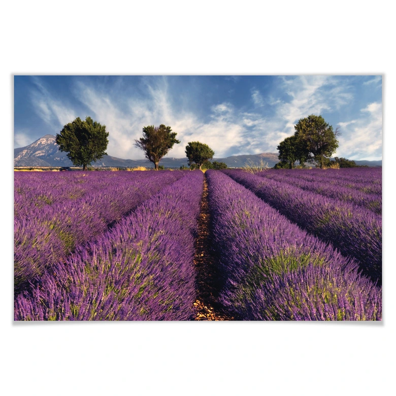 Poster - Champ de lavande 