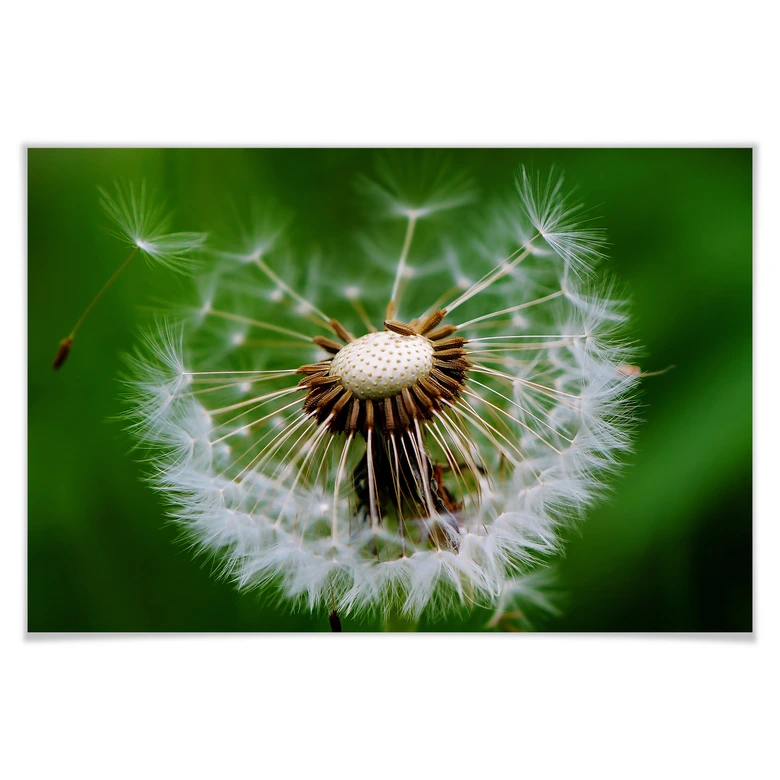 Poster Pusteblume im Wind 