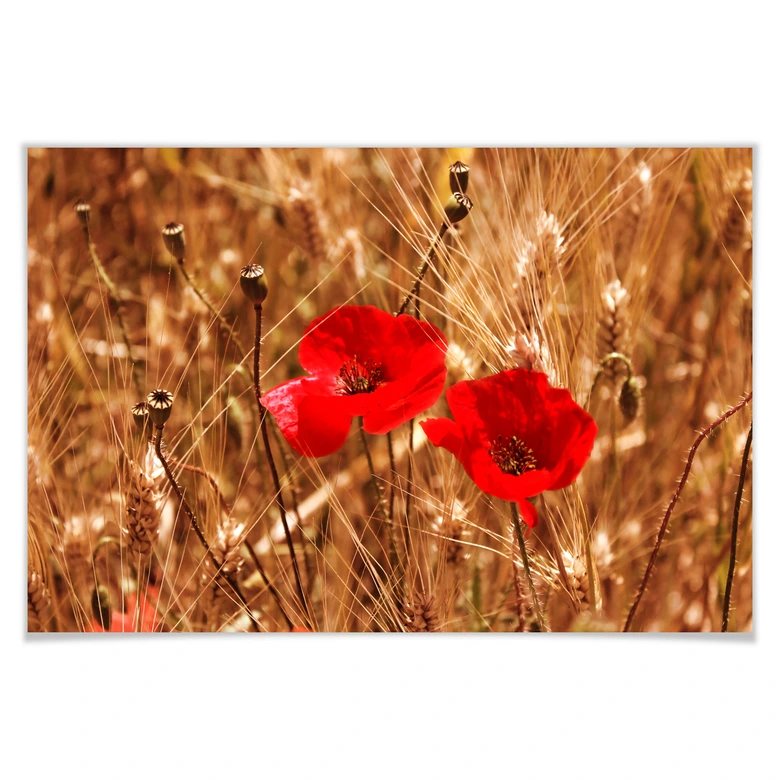 Poster Mohnblüten im Feld 