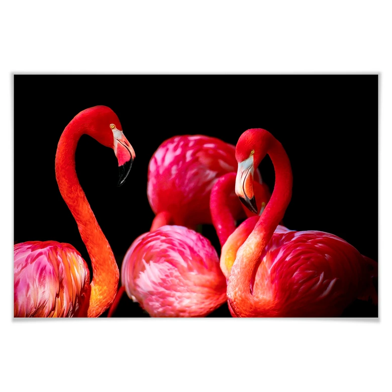 Poster Pink Flamingo 