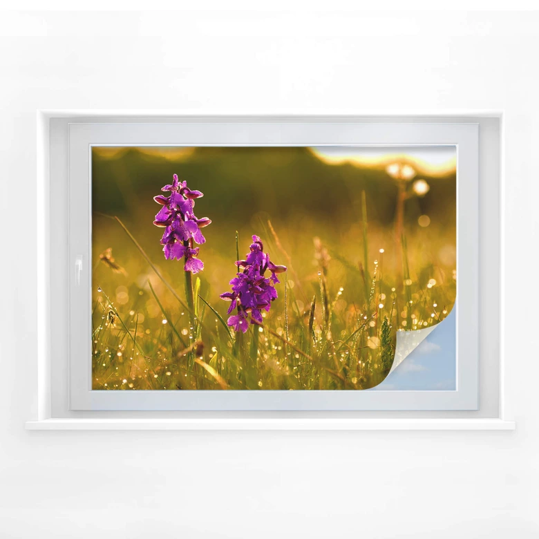 Sichtschutzfolie Blumen im Morgentau 