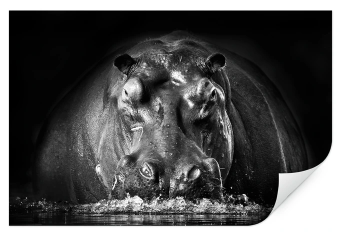 Wallprint Golob - Prustendes Nilpferd 