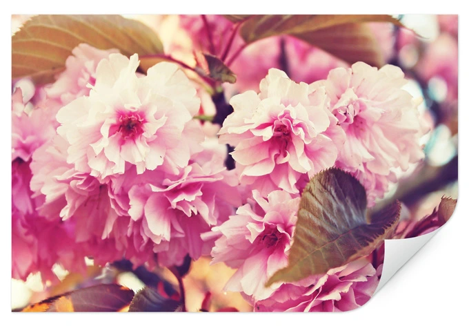 Wallprint - Vintage Kirschblüten 