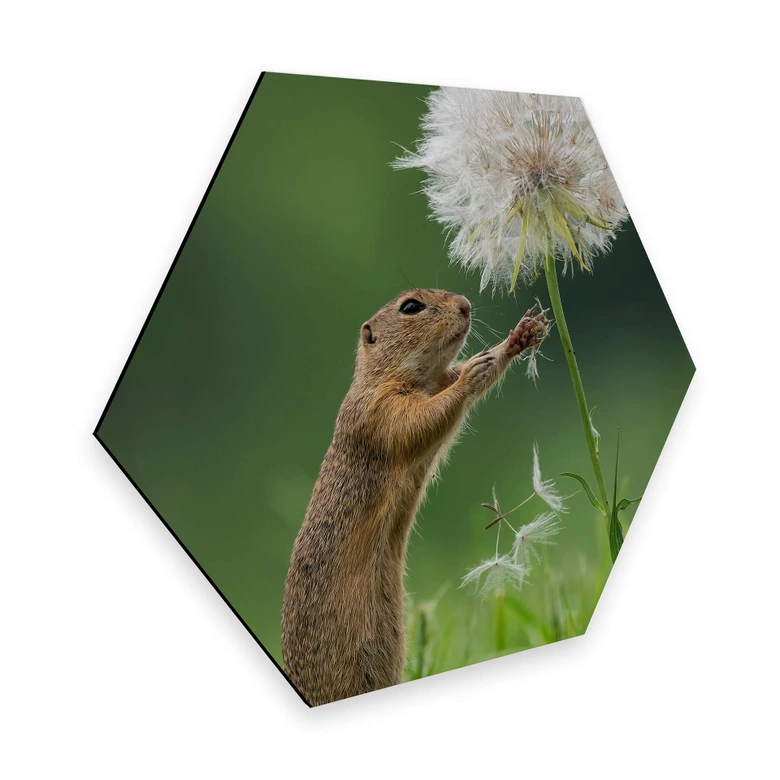 Hexagon - Alu-Dibond van Duijn - Erdhörnchen mit Pusteblume 