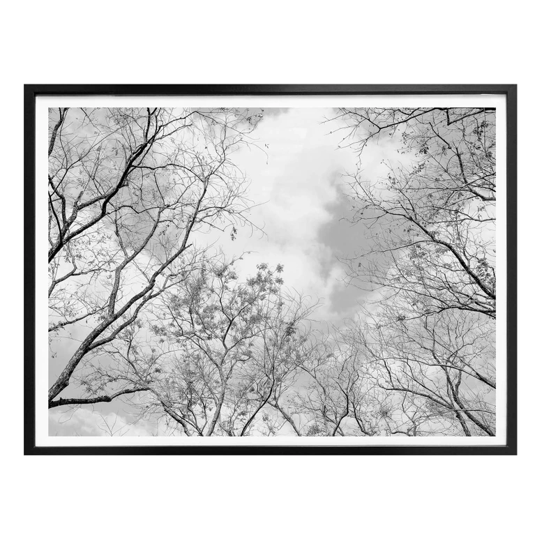 Poster Baumkronen im Himmel 