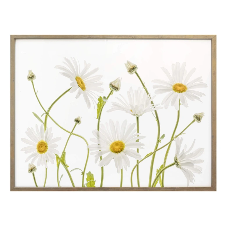 Poster Disher - Ox eye Daisies 