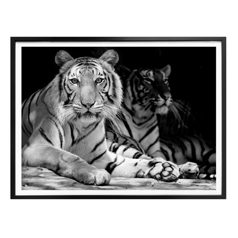 Poster Zwei Königstiger - schwarz/weiß 