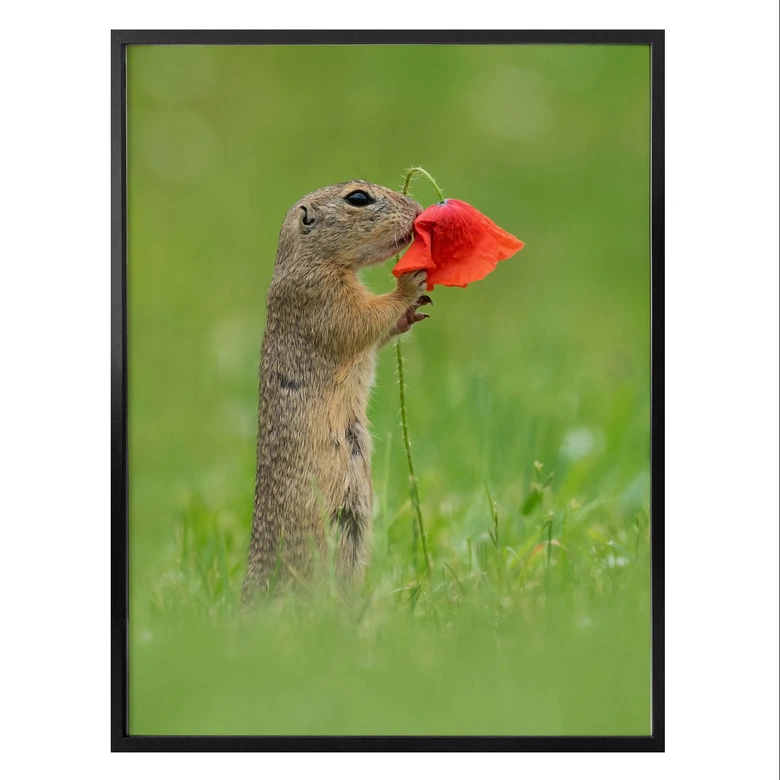 Poster van Duijn - Erdhörnchen mit Mohnblume 