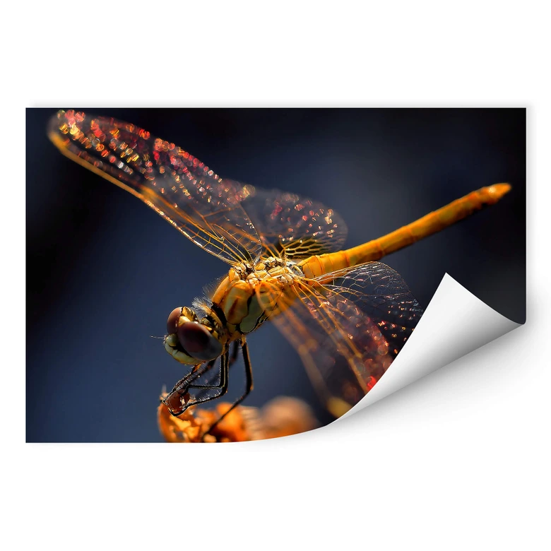 Wallprint Dufour - Libelle auf Tuchfühlung 