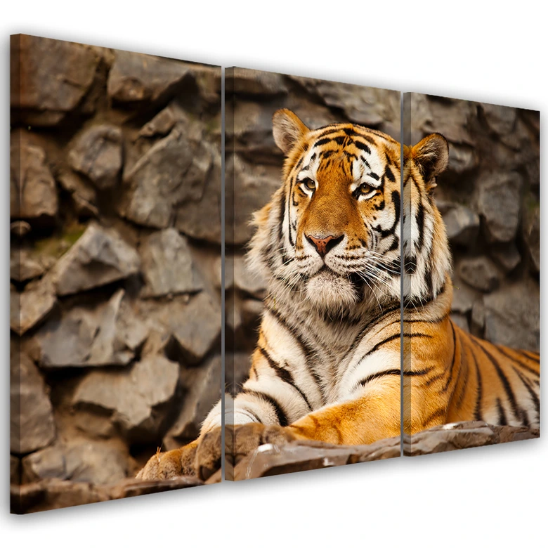 Leinwandbild 3-teilig, Afrika Tiger Tiere 