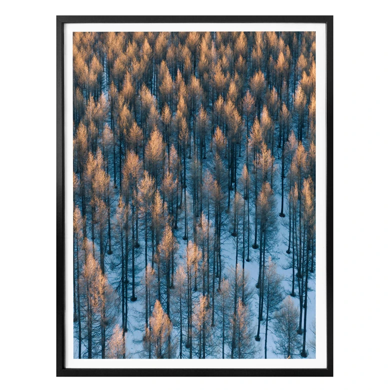 Poster Bingo - Sonnenaufgang im Wald 