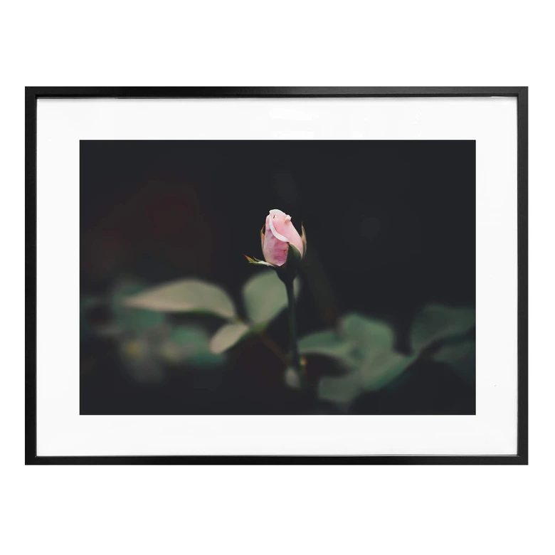 Poster Blüte einer Rose 