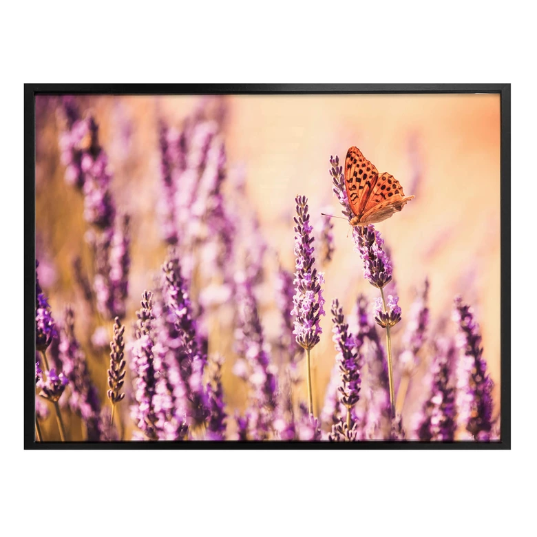 Poster Colombo - Der Schmetterling im Lavendel 