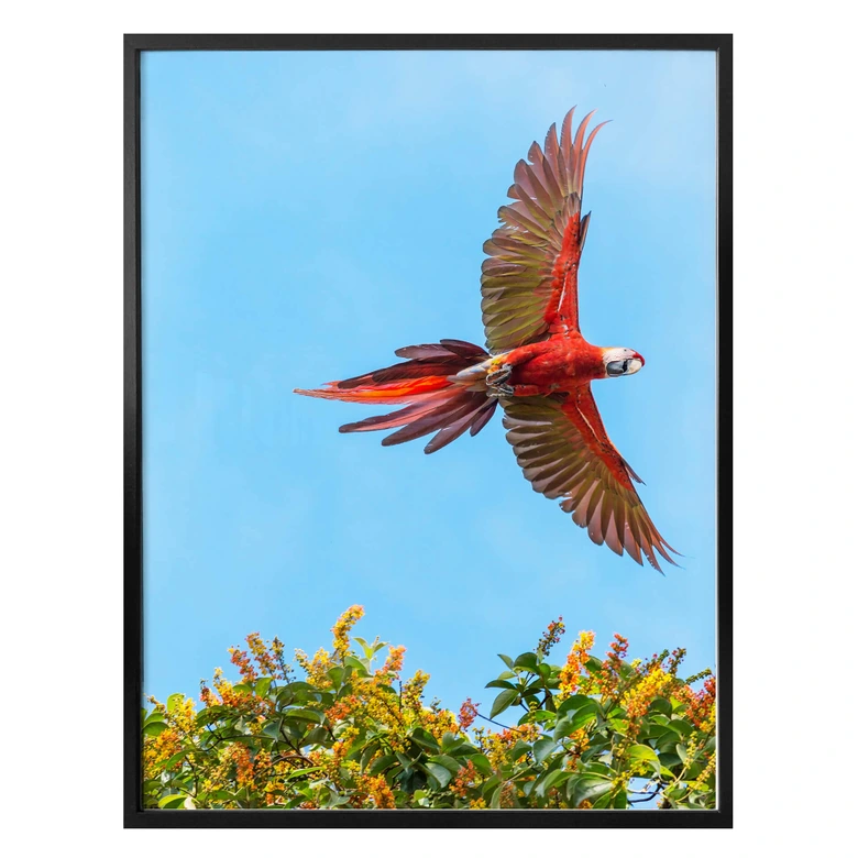 Poster Colombo – Papagei im Flug 