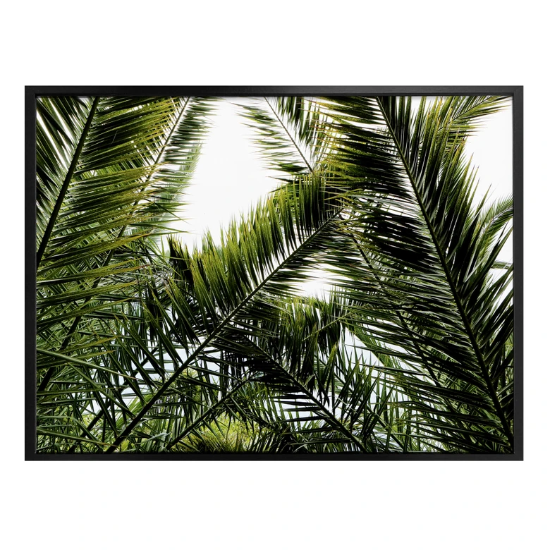 Poster Dattelpalme 