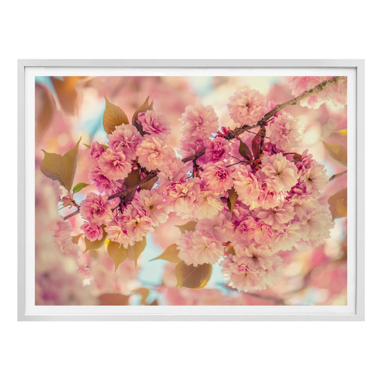 Poster Delgado - Körsbärsblommor 