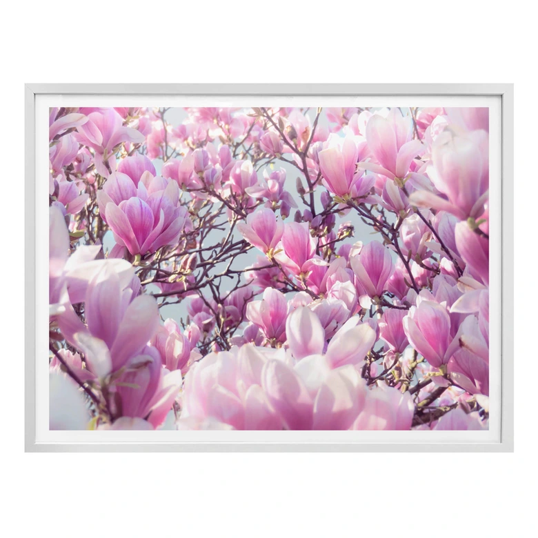 Poster Delgado - Magnolienbaum 