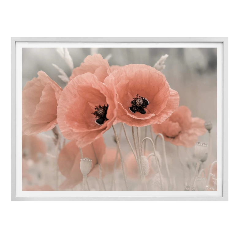 Poster Delgado - Mohn in Pastell 
