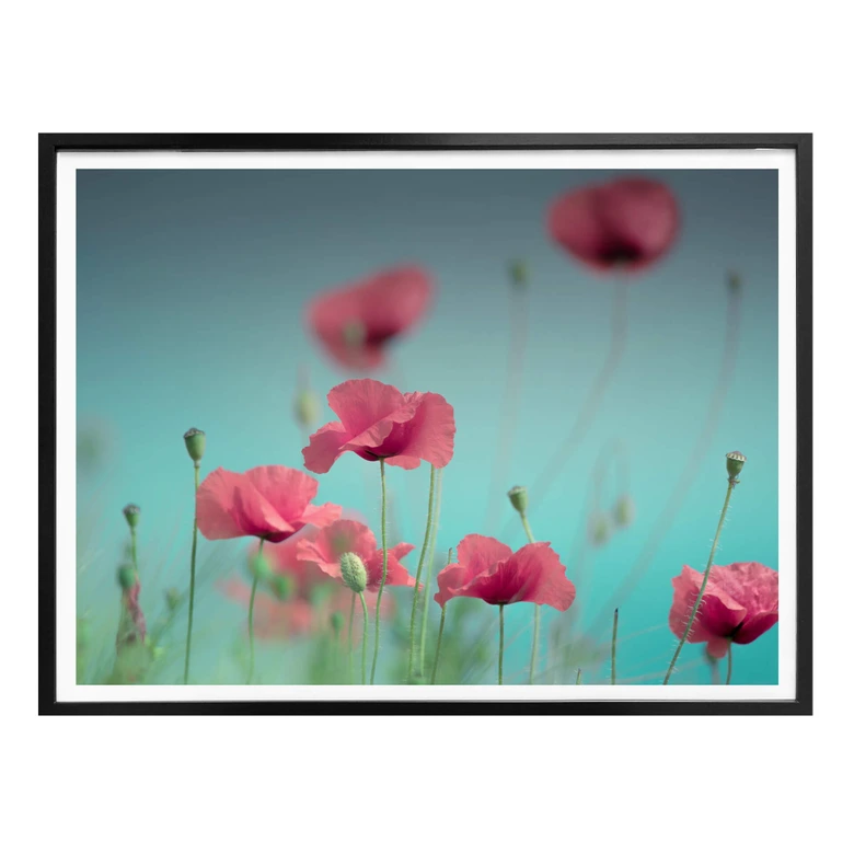 Poster Delgado – Mohnblumen Pastell 