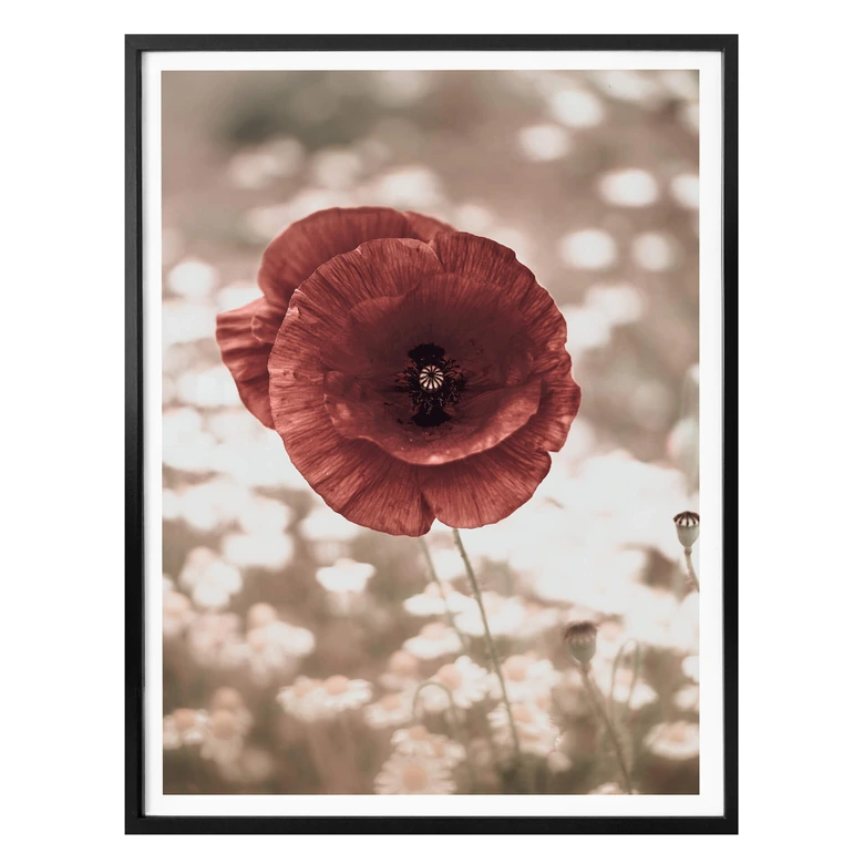 Poster Delgado - Mohnblumen-Portrait 