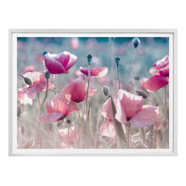 Poster Delgado - Champ de coquelicots 