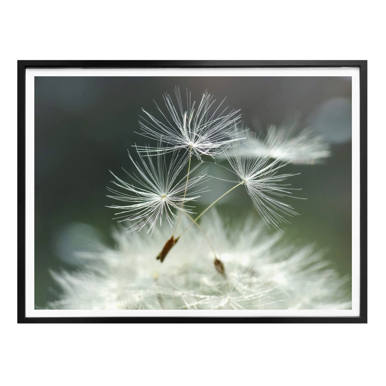 Póster Delgado - Variedad de diente de león 