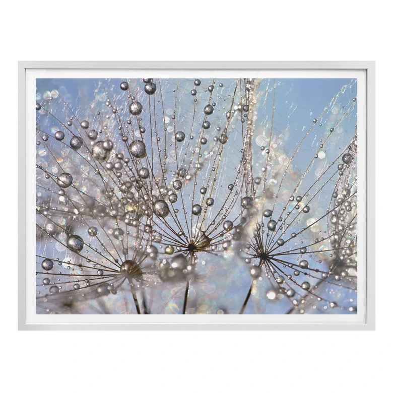 Poster Delgado - Wassertropfen in der Pusteblume 