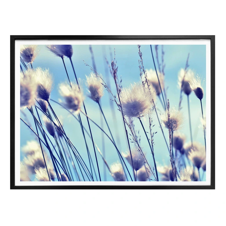 Poster Delgado - Vind i gräset 