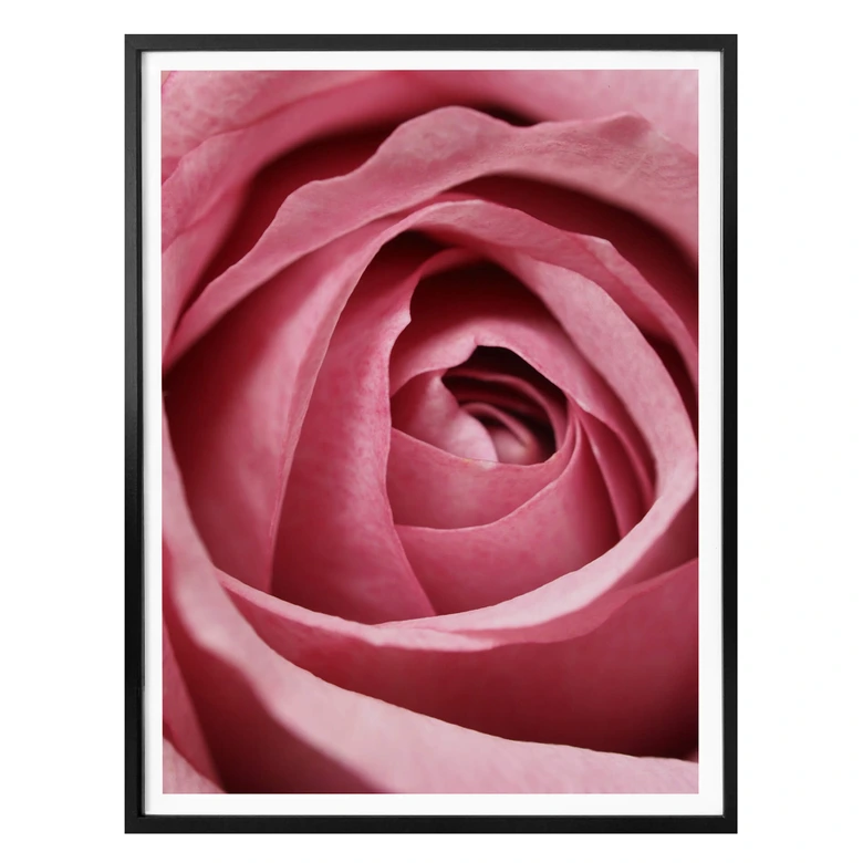 Poster Die rosa Rose 