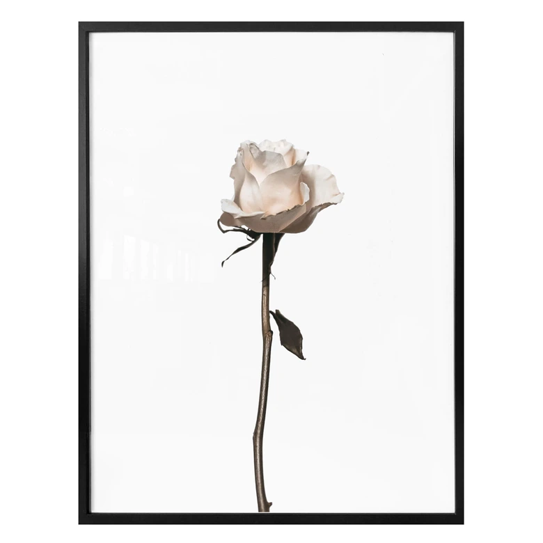 Poster Die weiße Rose 