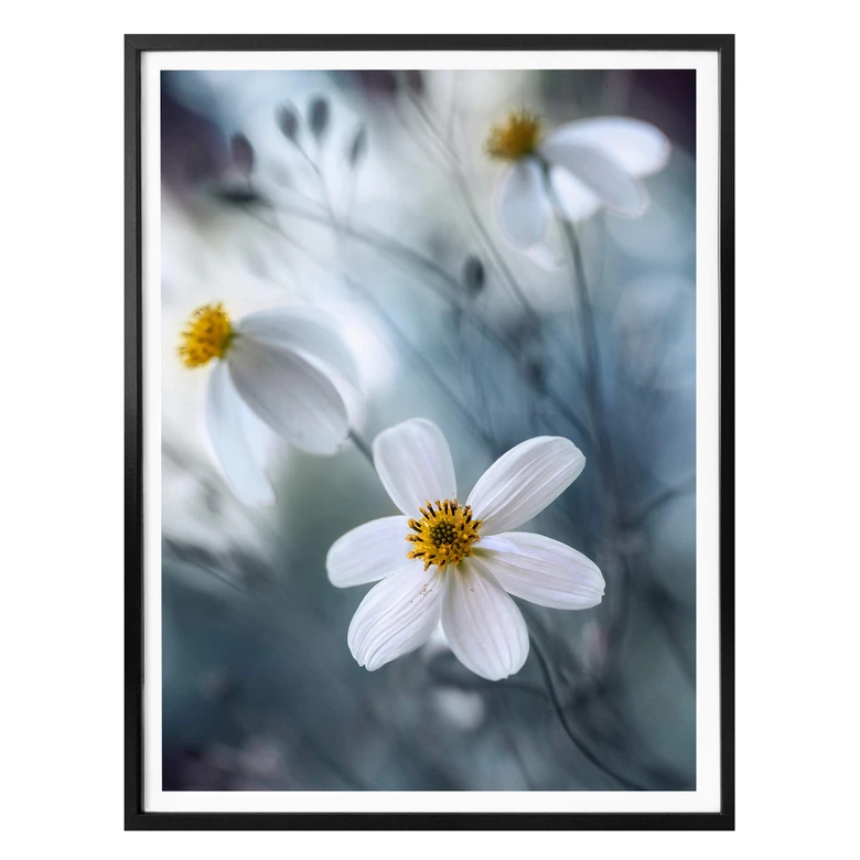 Poster Disher - Die weiße Blüte 