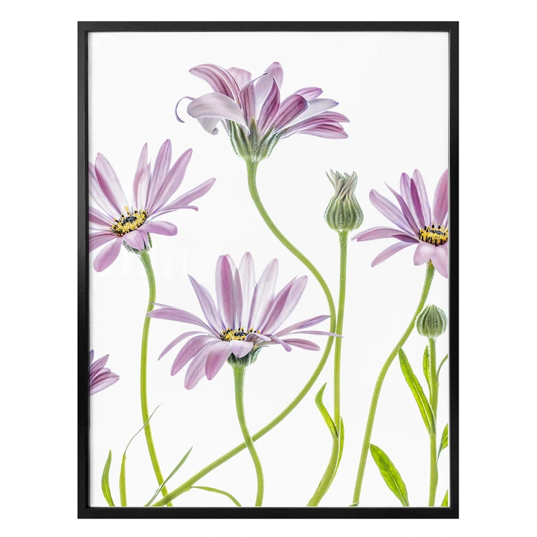 Poster Disher - Gänseblümchen 