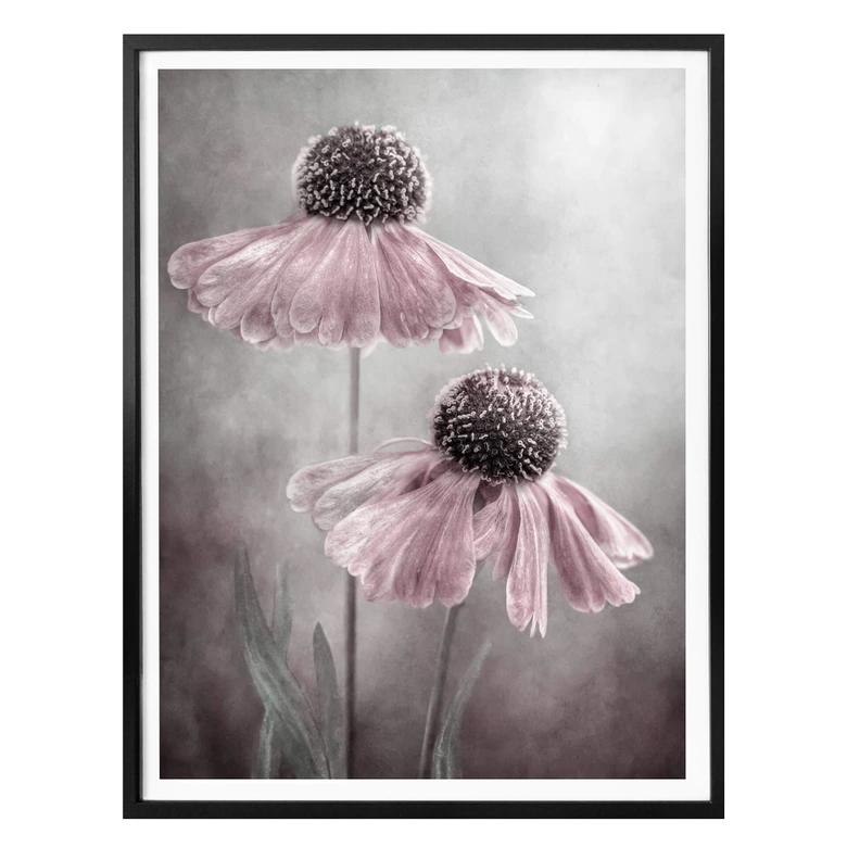 Poster Disher - Rosa Duett 