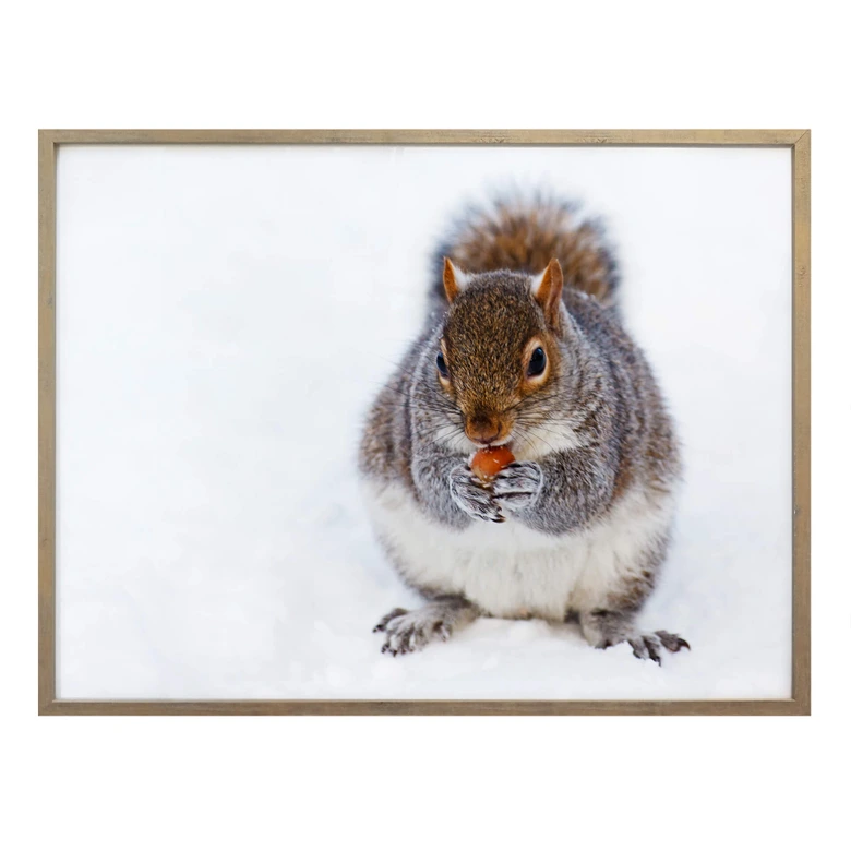 Poster - Eichhörnchen 04 