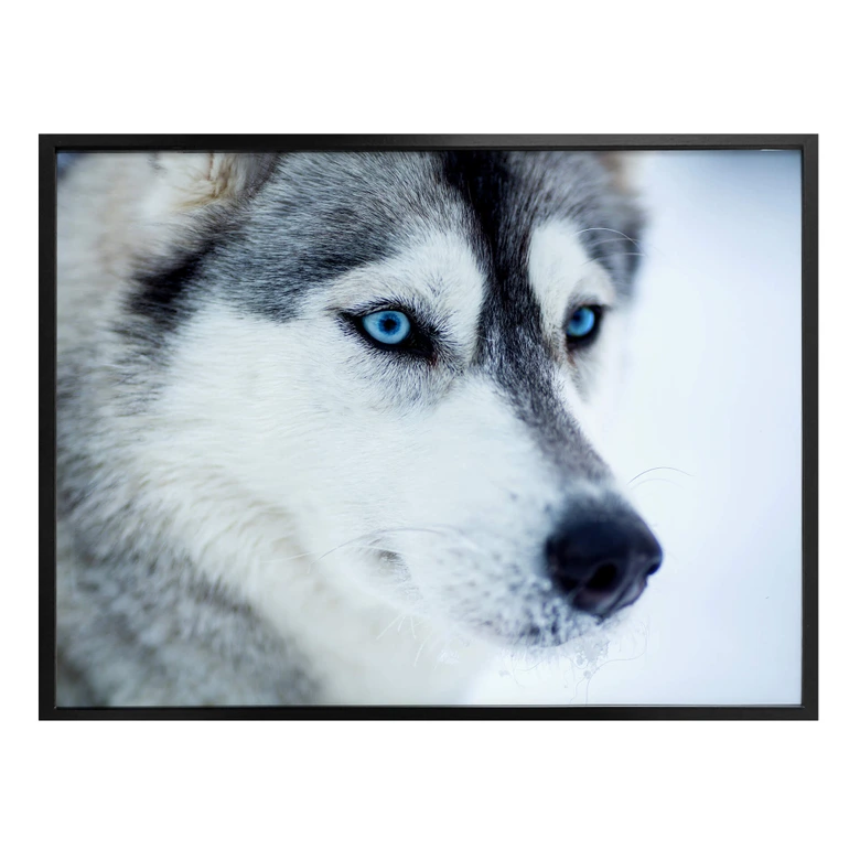 Poster ice-blue eyes 