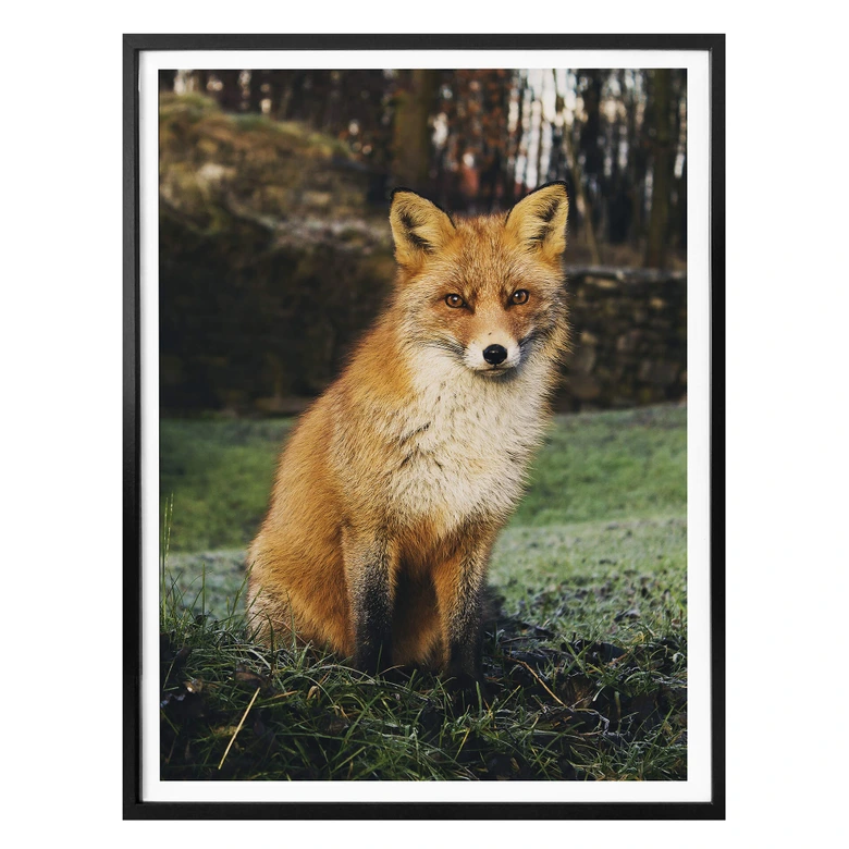 Poster Fuchs 01 