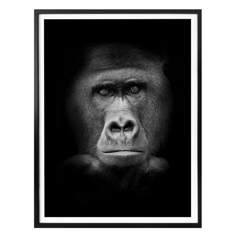Poster Gorilla 