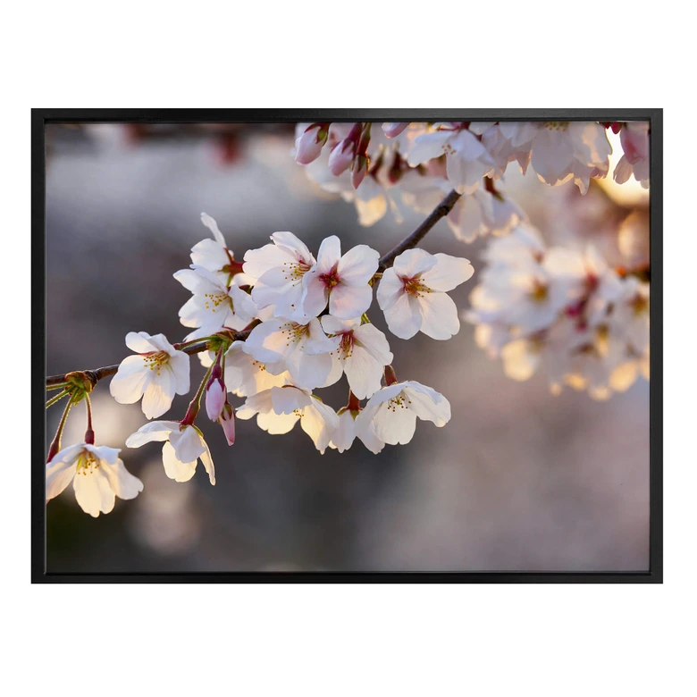Poster Sakura branch 