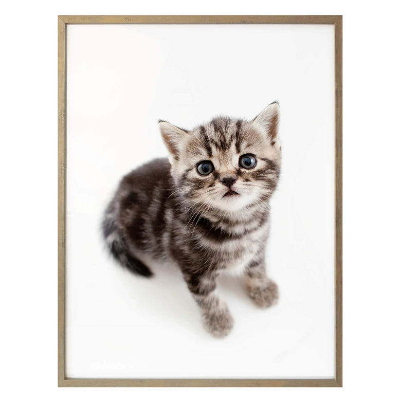 Poster Kitten 03 