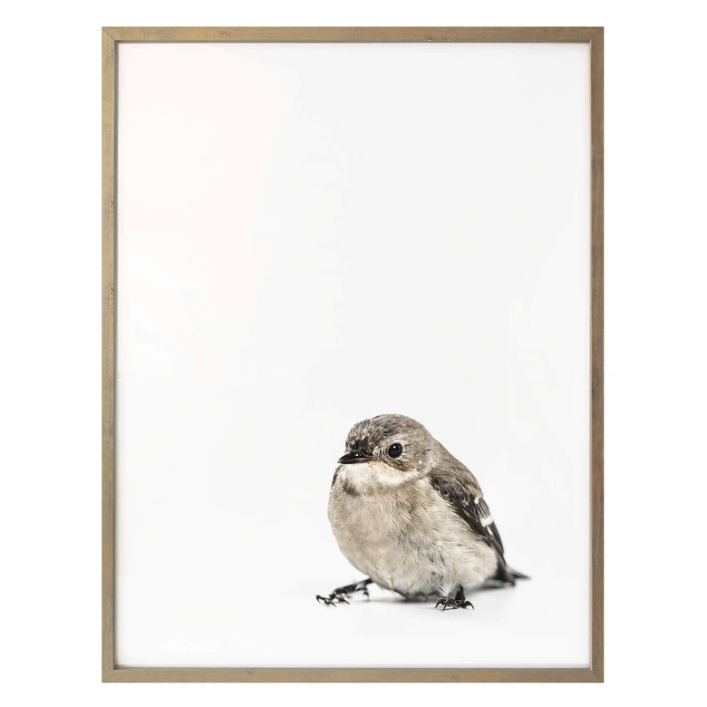 Poster Kleiner Spatz 