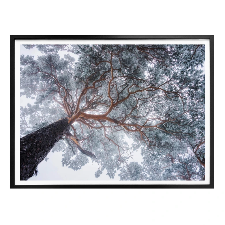 Poster Krivec - Boom in de Winter 