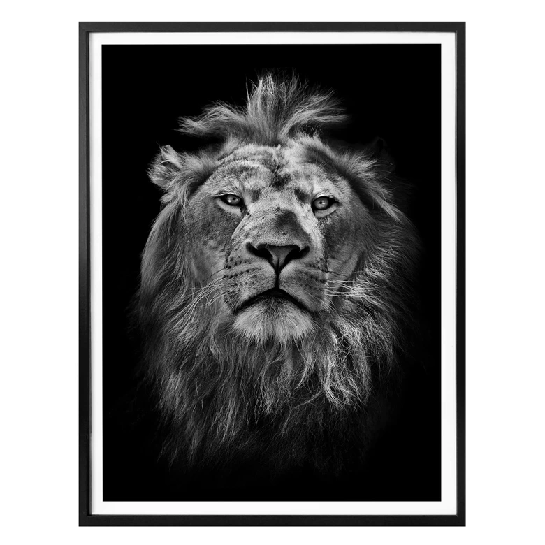 Poster Lion 