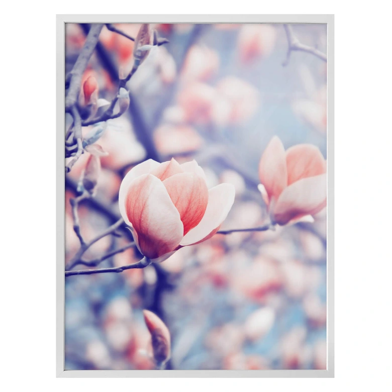 Poster Magnolienknospe 