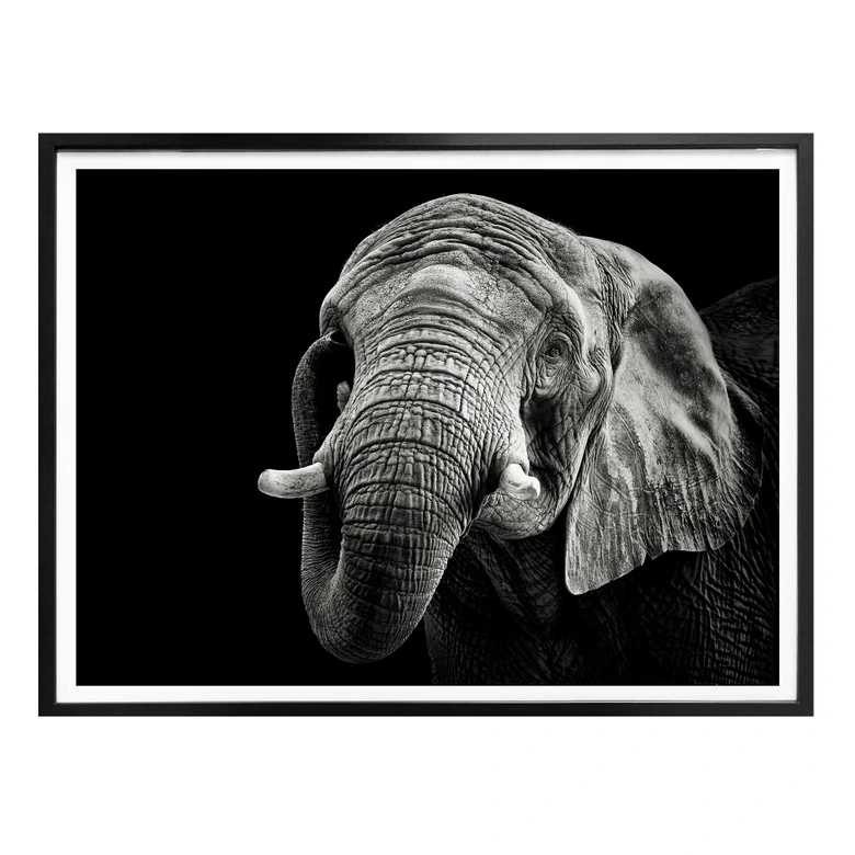 Poster Meermann - Der Elefant 
