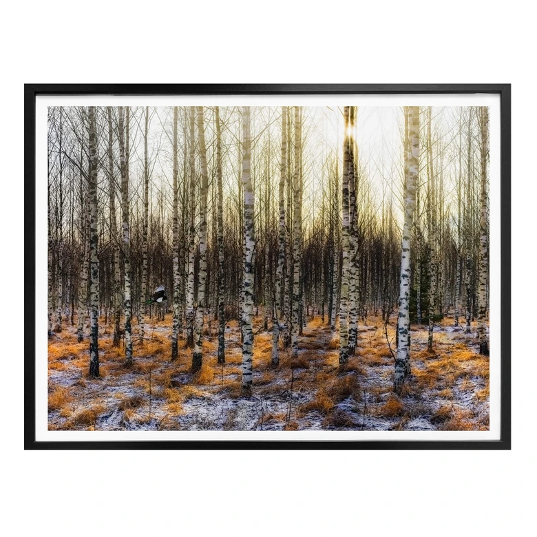 Poster Olsen - Sonnenschein im Birkenwald 