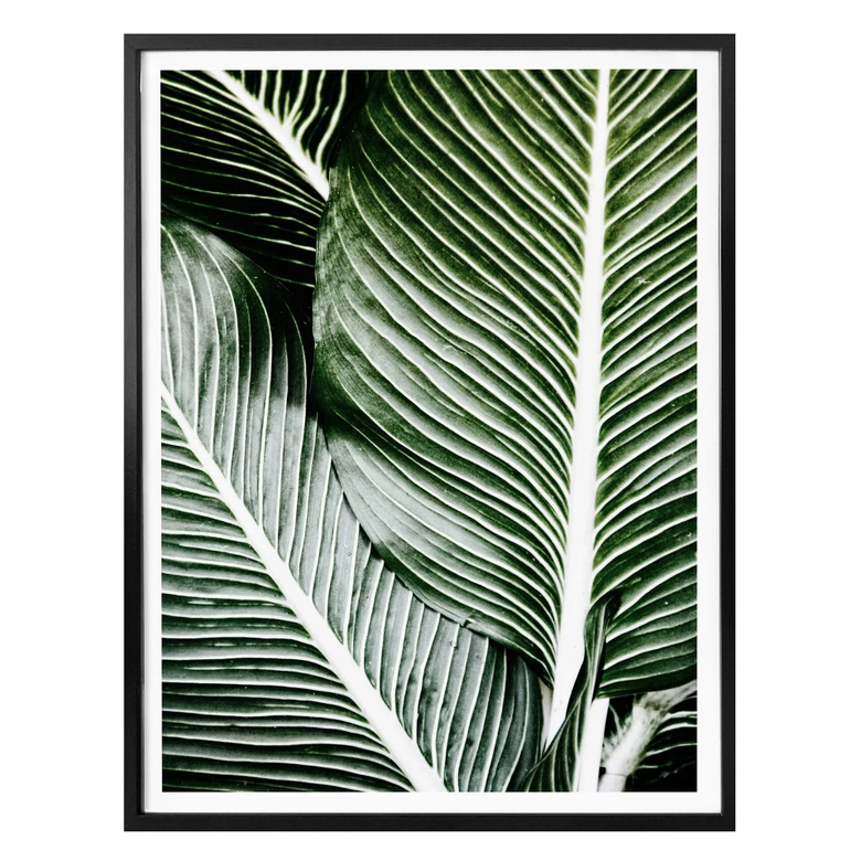 Poster Palm Tree Leaves 