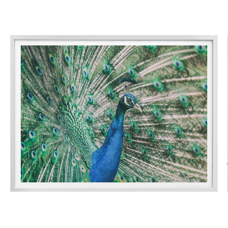Poster Peacock 