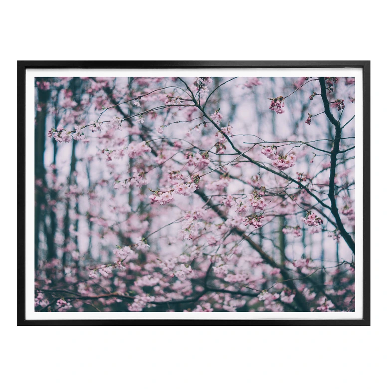 Poster Pink Flower Dream 03 